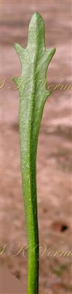  Leaf (Abaxial view)